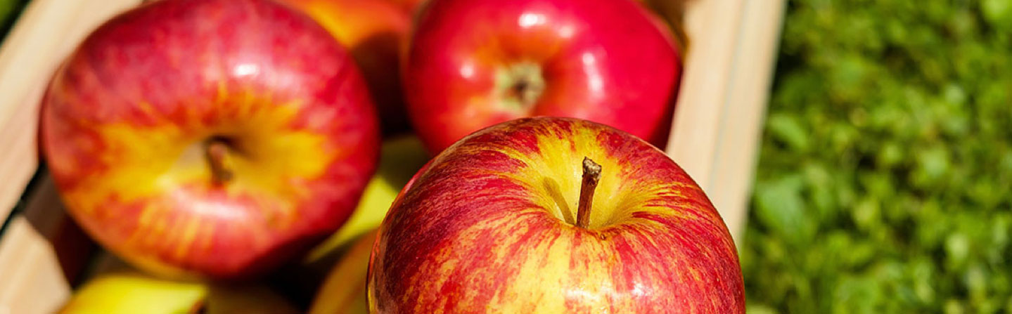 Manzana caída del arbol